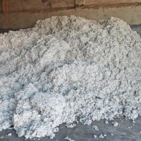 常年大量现金采购优质籽棉