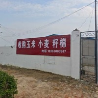 高价收籽棉