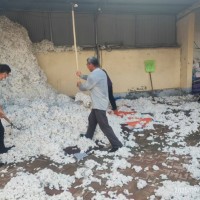 出售山东滨州优质籽棉