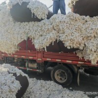 出售山东沾化优质籽棉